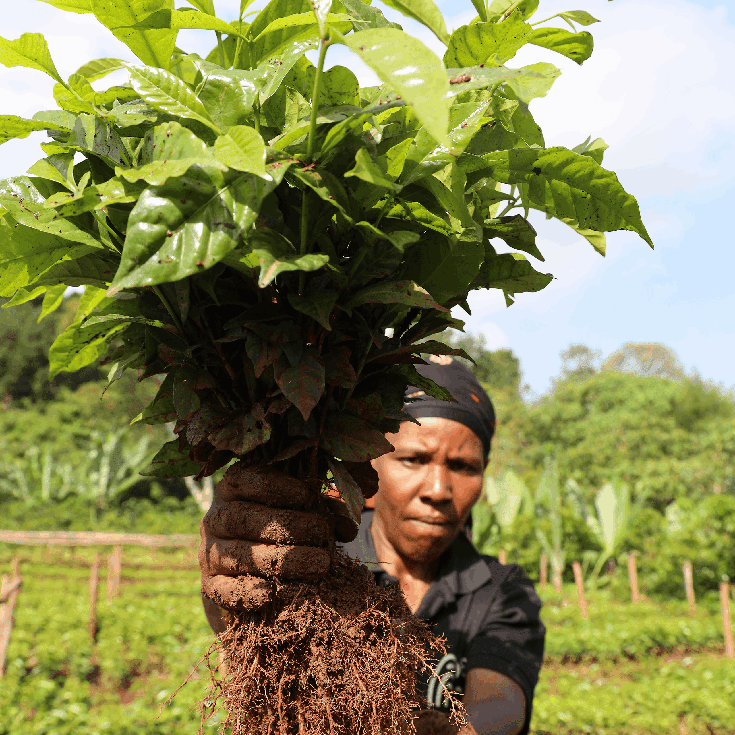 Ethiopia Bette Buna by Alchemy