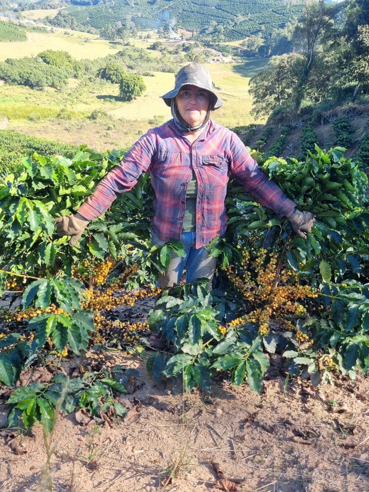 Bean of the month – Brazil Sitio Agua Limpa by Naked Roaster