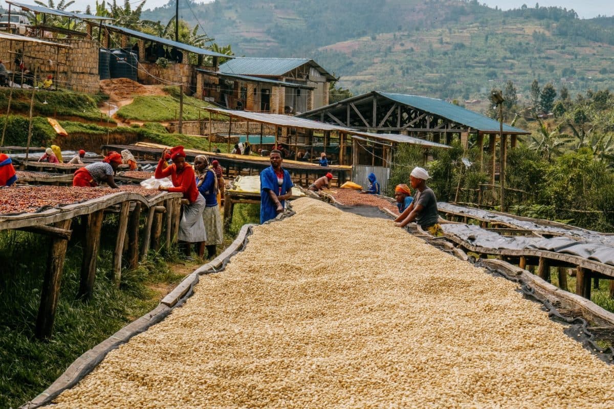 1000 hills, Rwanda by Roasting House