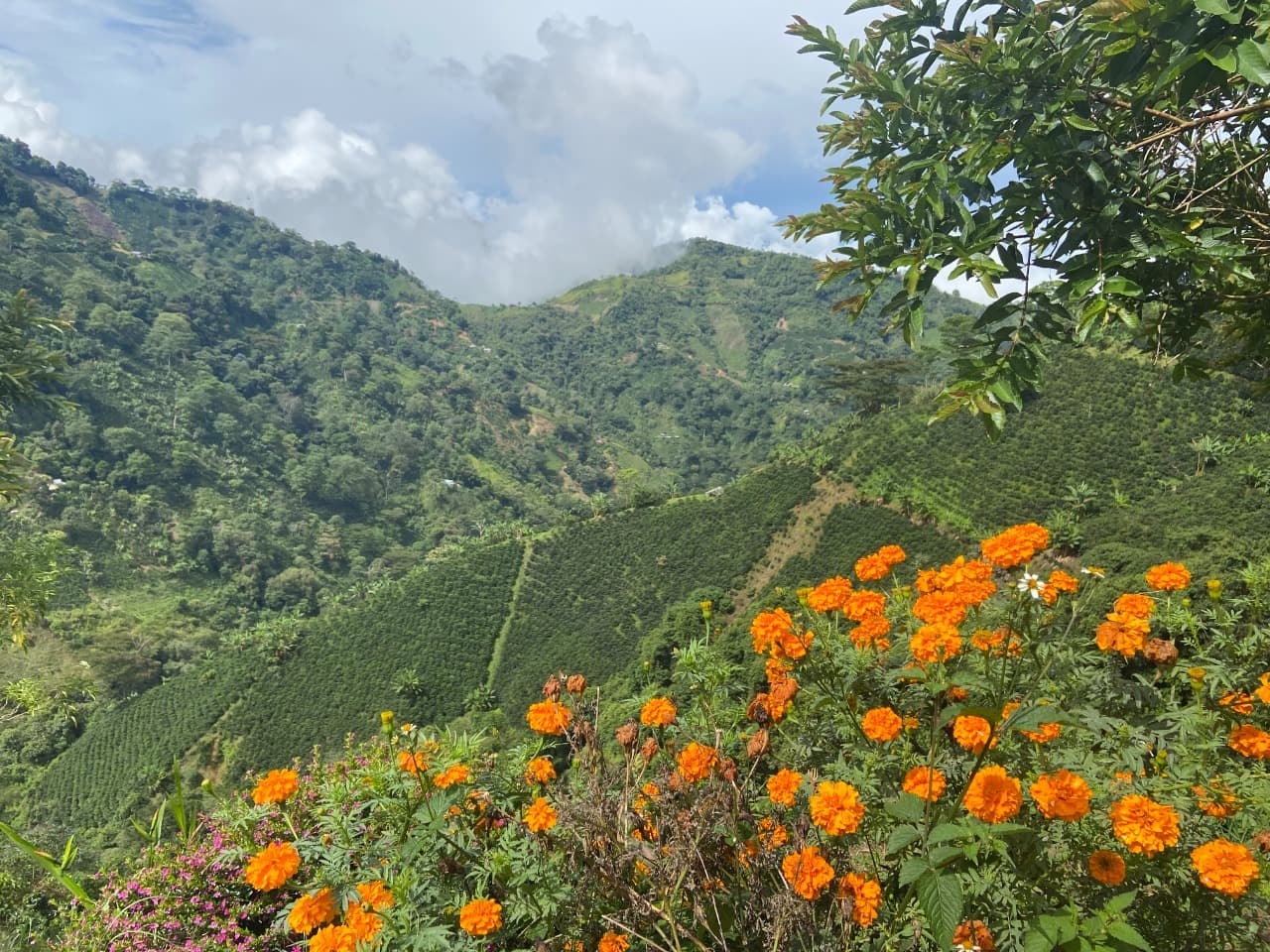 Atunkaa - Arte Y Pasion, Colombia. Decaffeinated by Roasting House