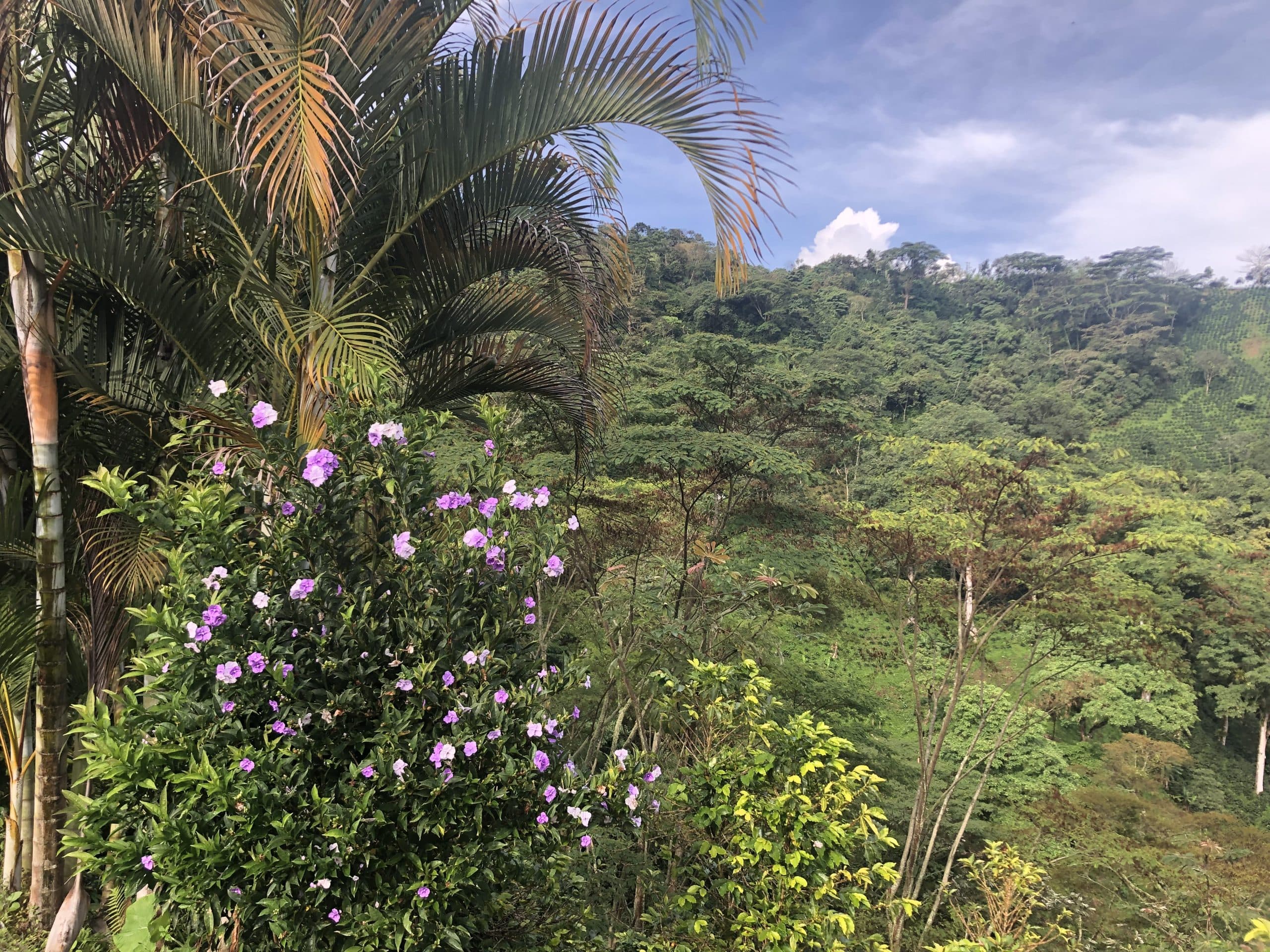 Attia - Guayabos Café Agrario, Colombia by Roasting House