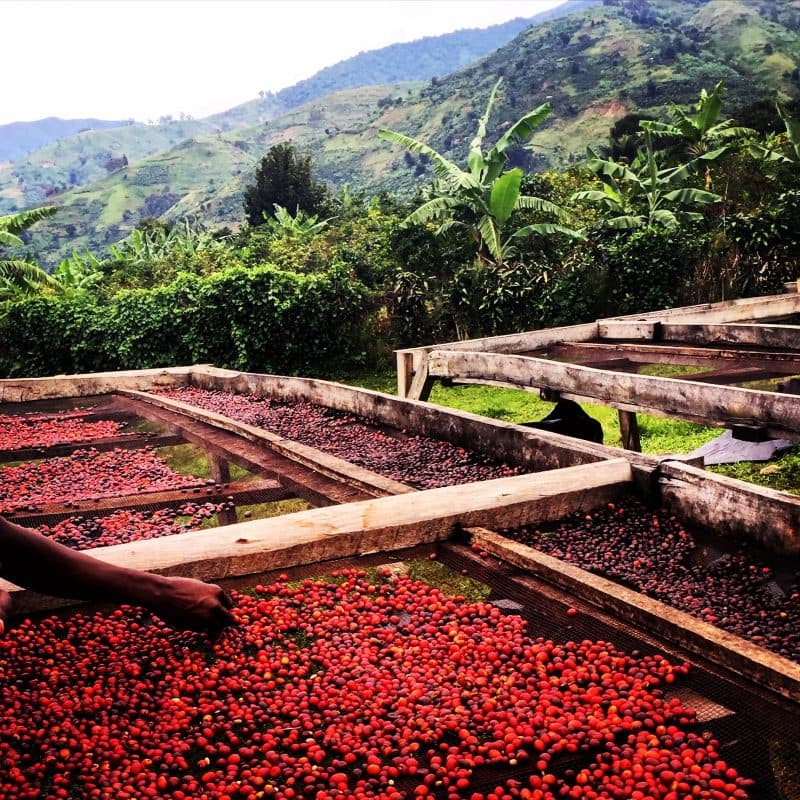 Wanale, Uganda by Roasting House