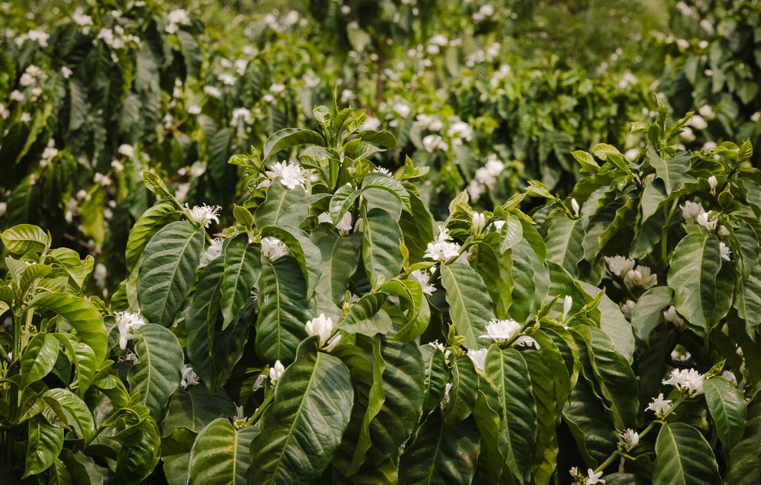 Finca Santa Catalina by Monmouth Coffee Company