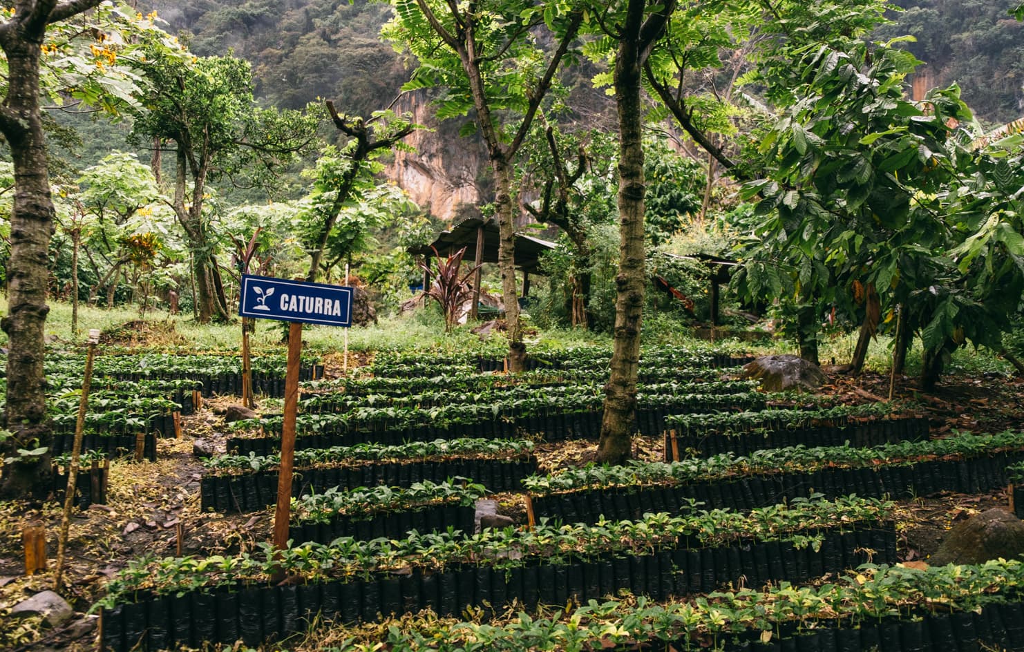 Decaf Finca La Bolsa by Monmouth Coffee Company