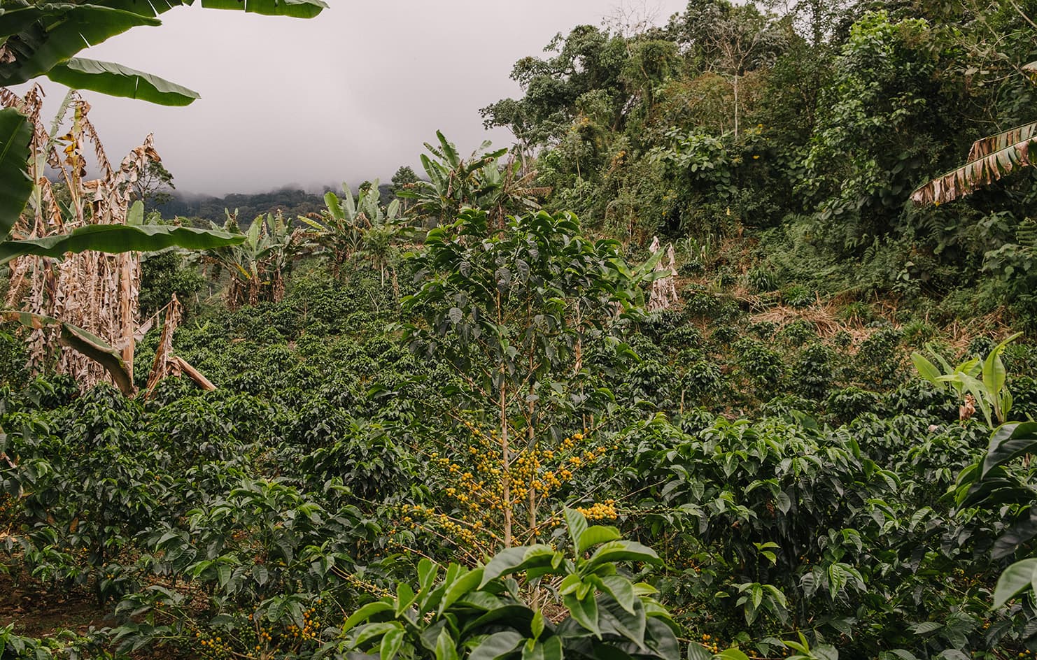 Huabal by Monmouth Coffee Company