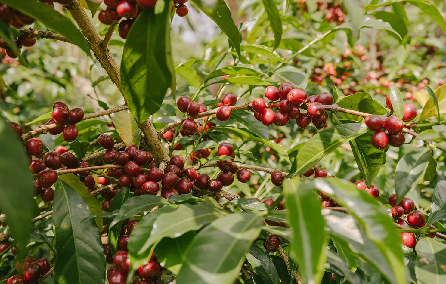 Tibebu Roba by Monmouth Coffee Company