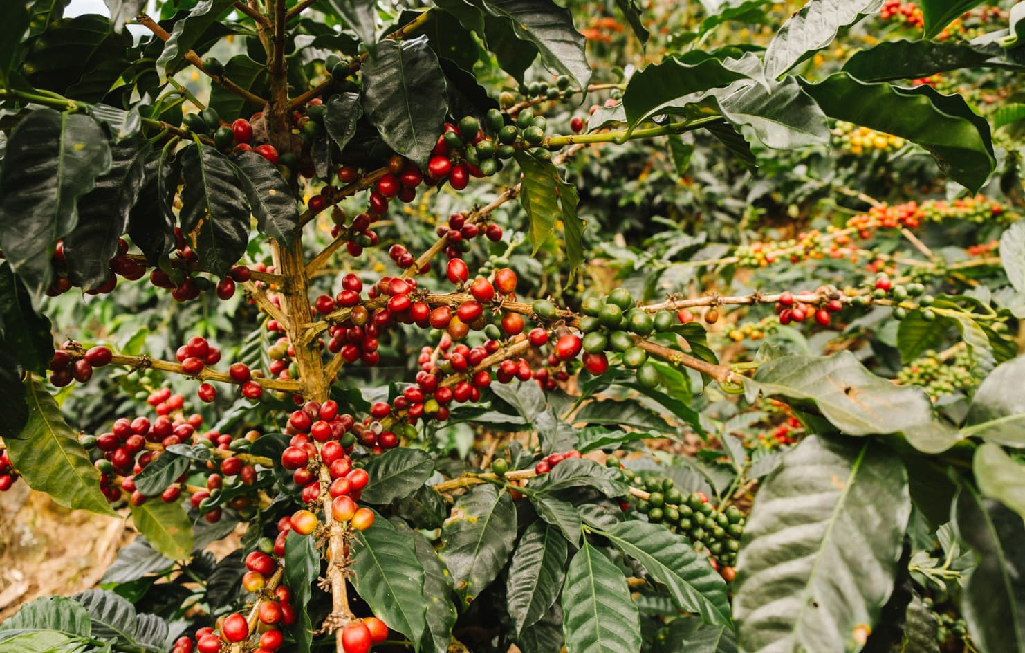 Cuchi Gonzales by Monmouth Coffee Company
