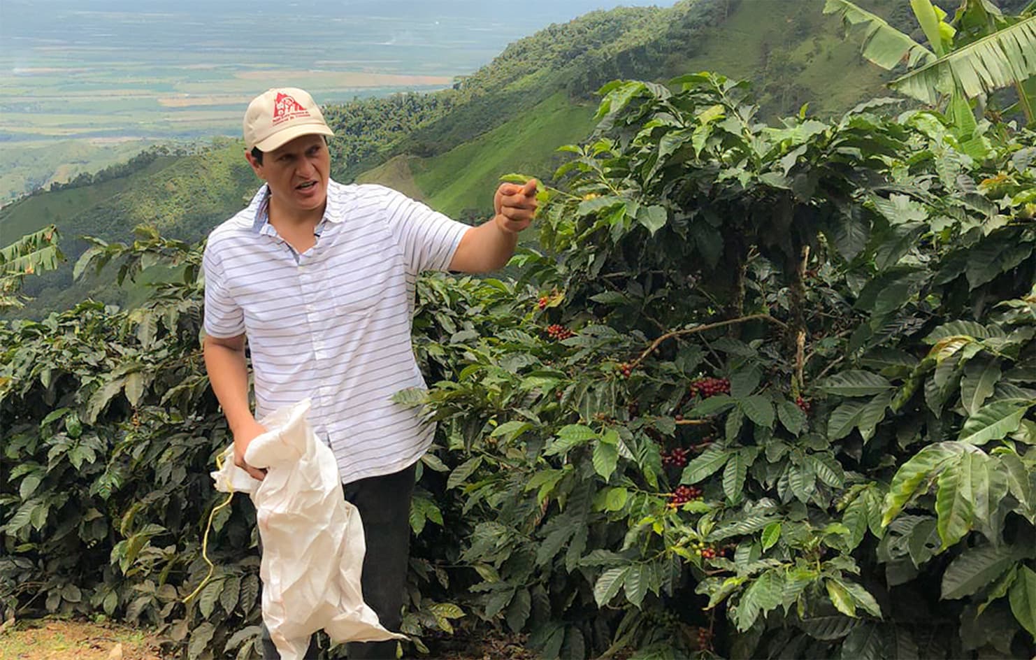 Finca San Pedro by Monmouth Coffee Company