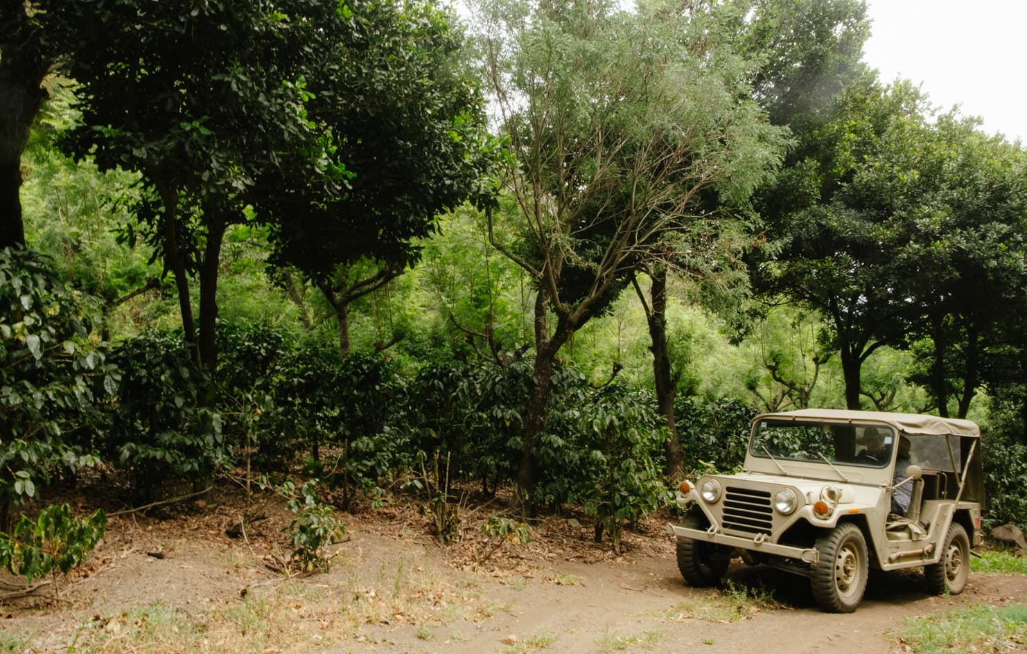 Finca Las Nubes de Antigua by Monmouth Coffee Company