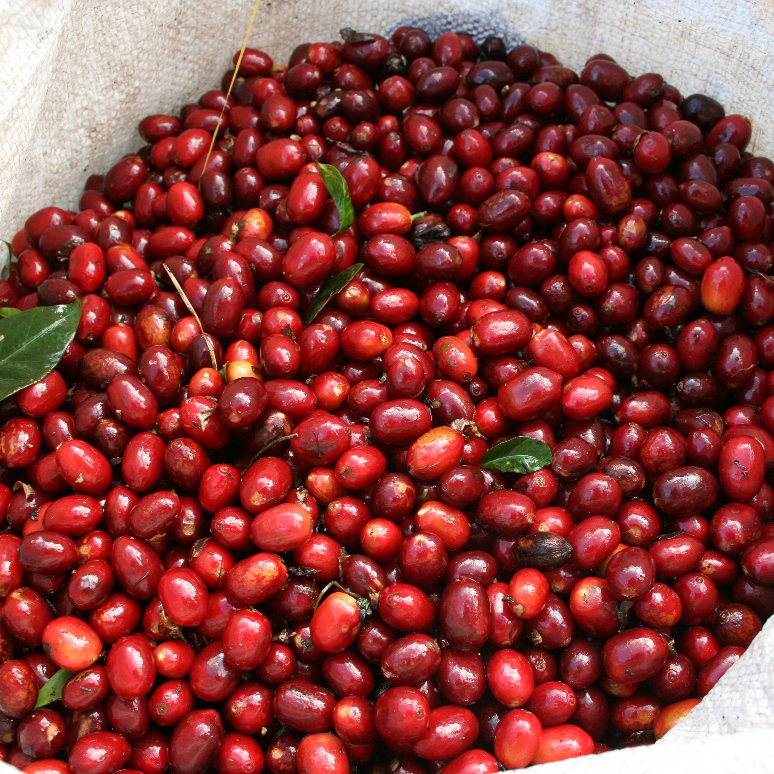 El Salvador - Las Mercedes by Alchemy
