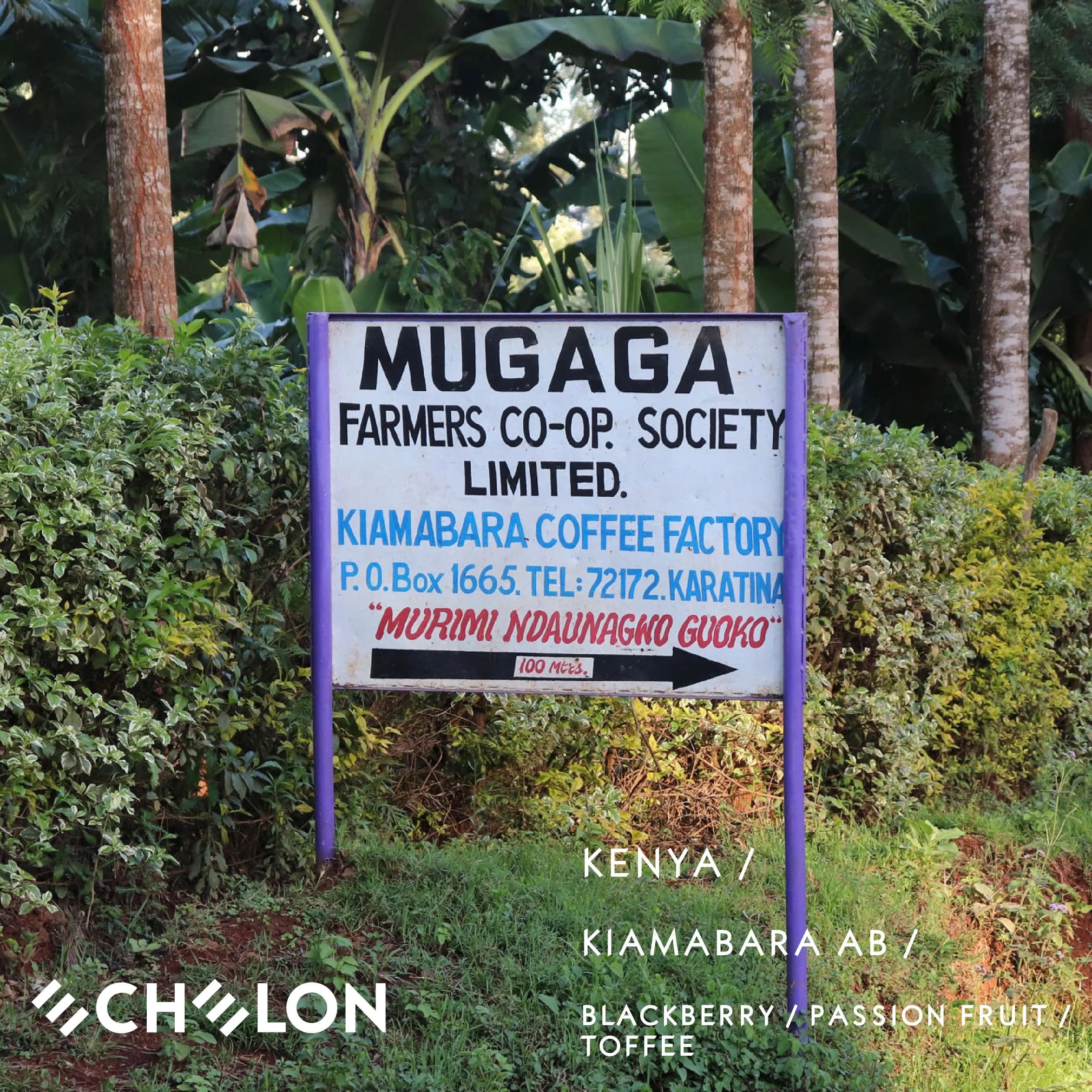 Kenya - Kiamabara AB by Echelon