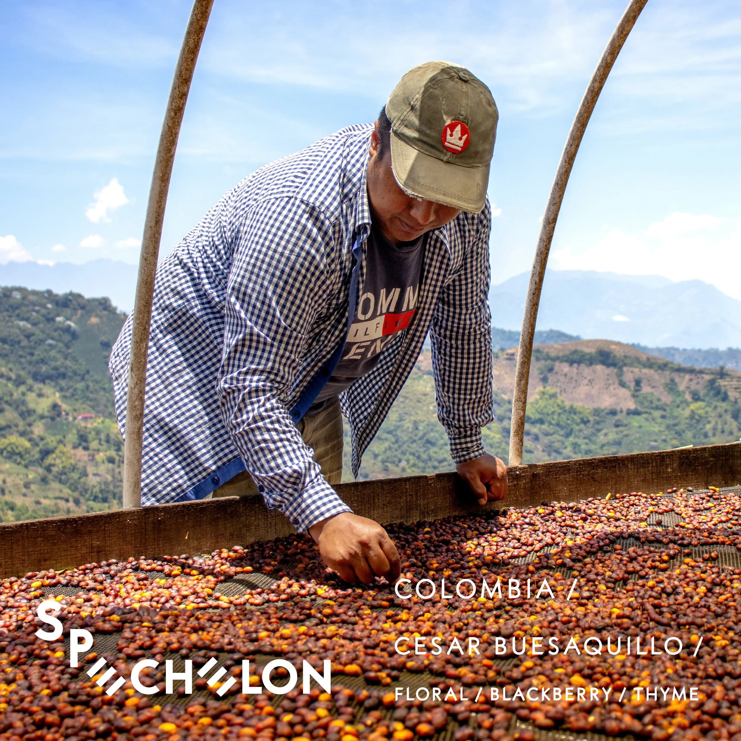SPECHELON III - Cesar Buesaquillo natural Chiroso by Echelon