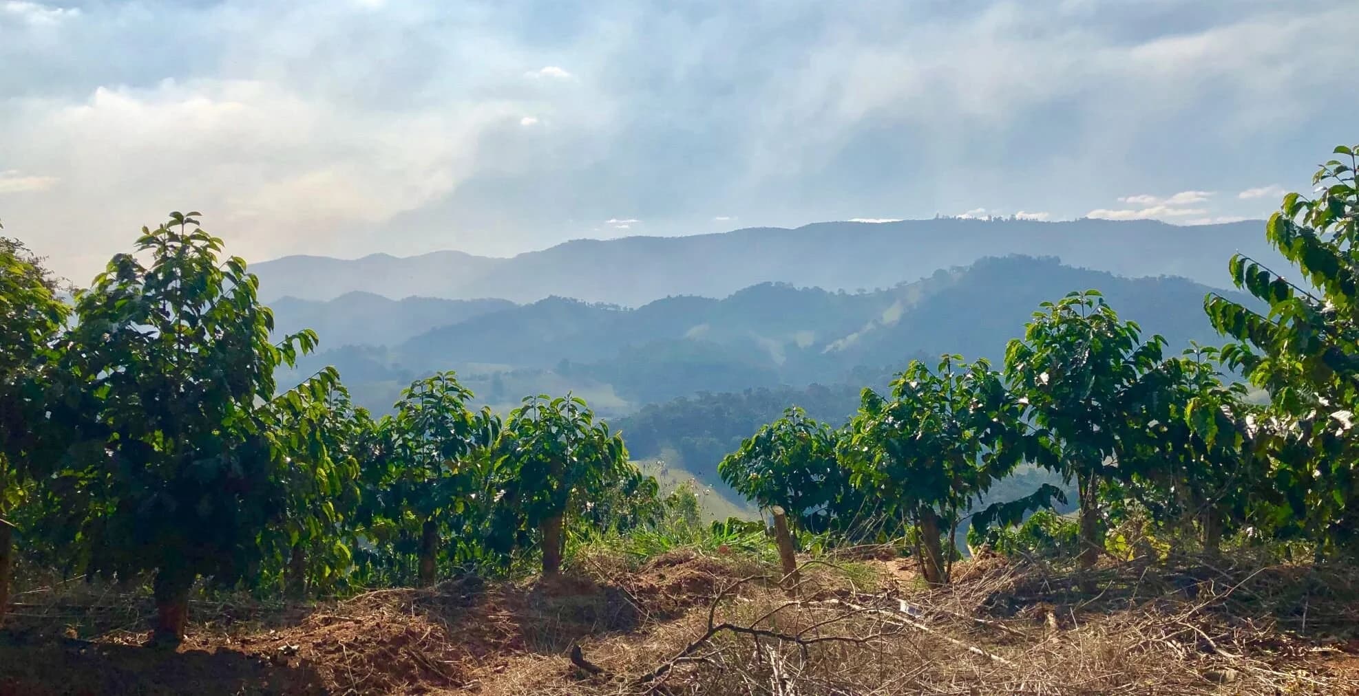 Decaf Brazil Minas Gerais by Grey Seal