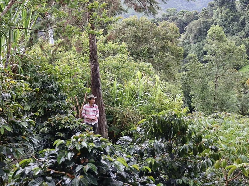 *RESTOCK* Colombia - Javier Rubio - San Bernardo Natural by Jolly Bean