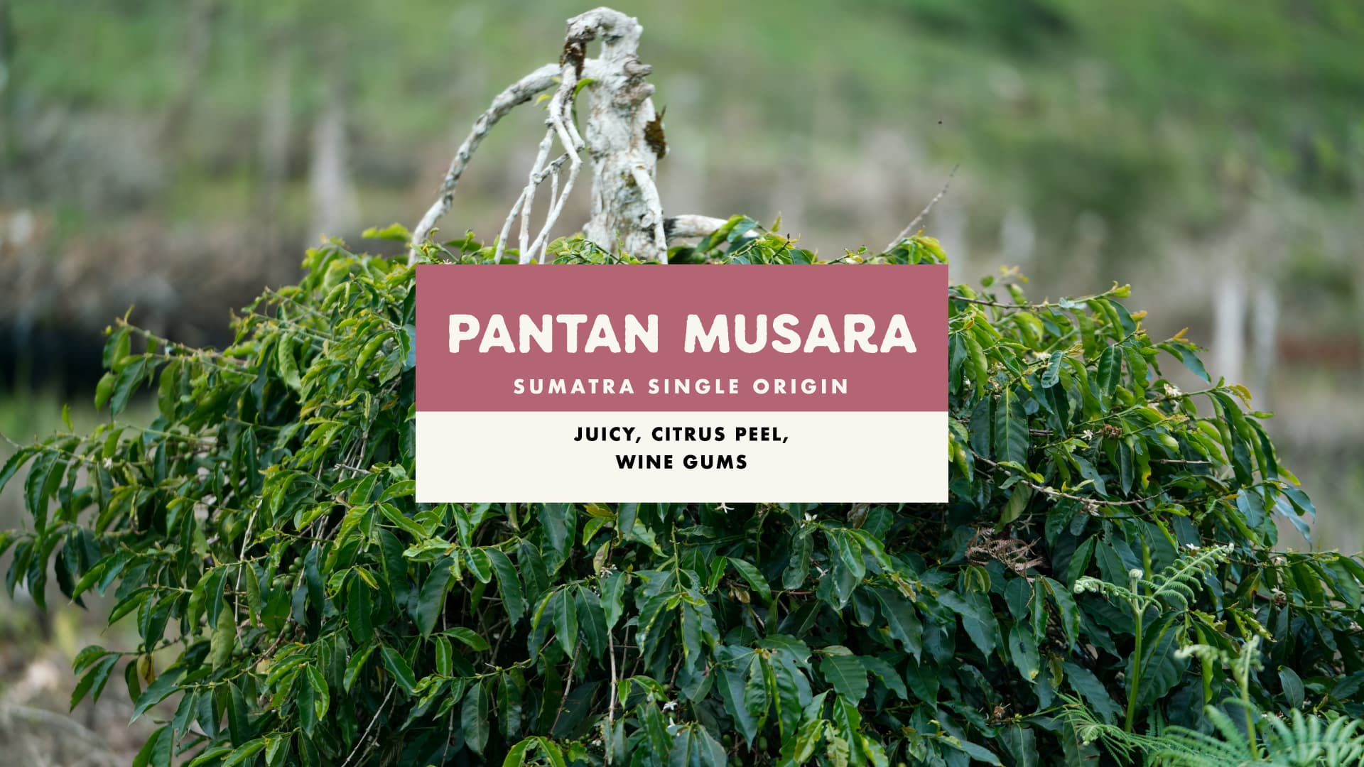 Pantan Musara Washed by Foundation
