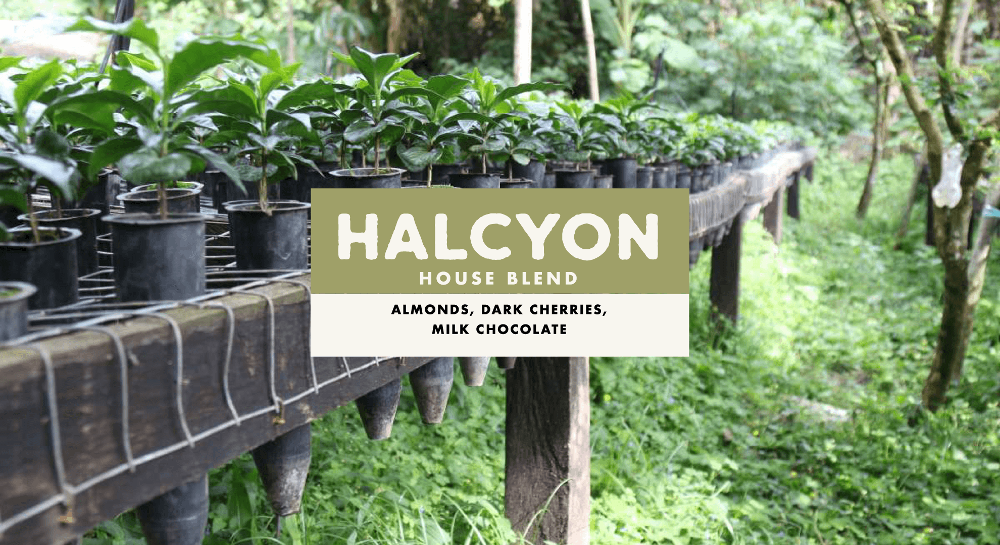 Halcyon by Foundation