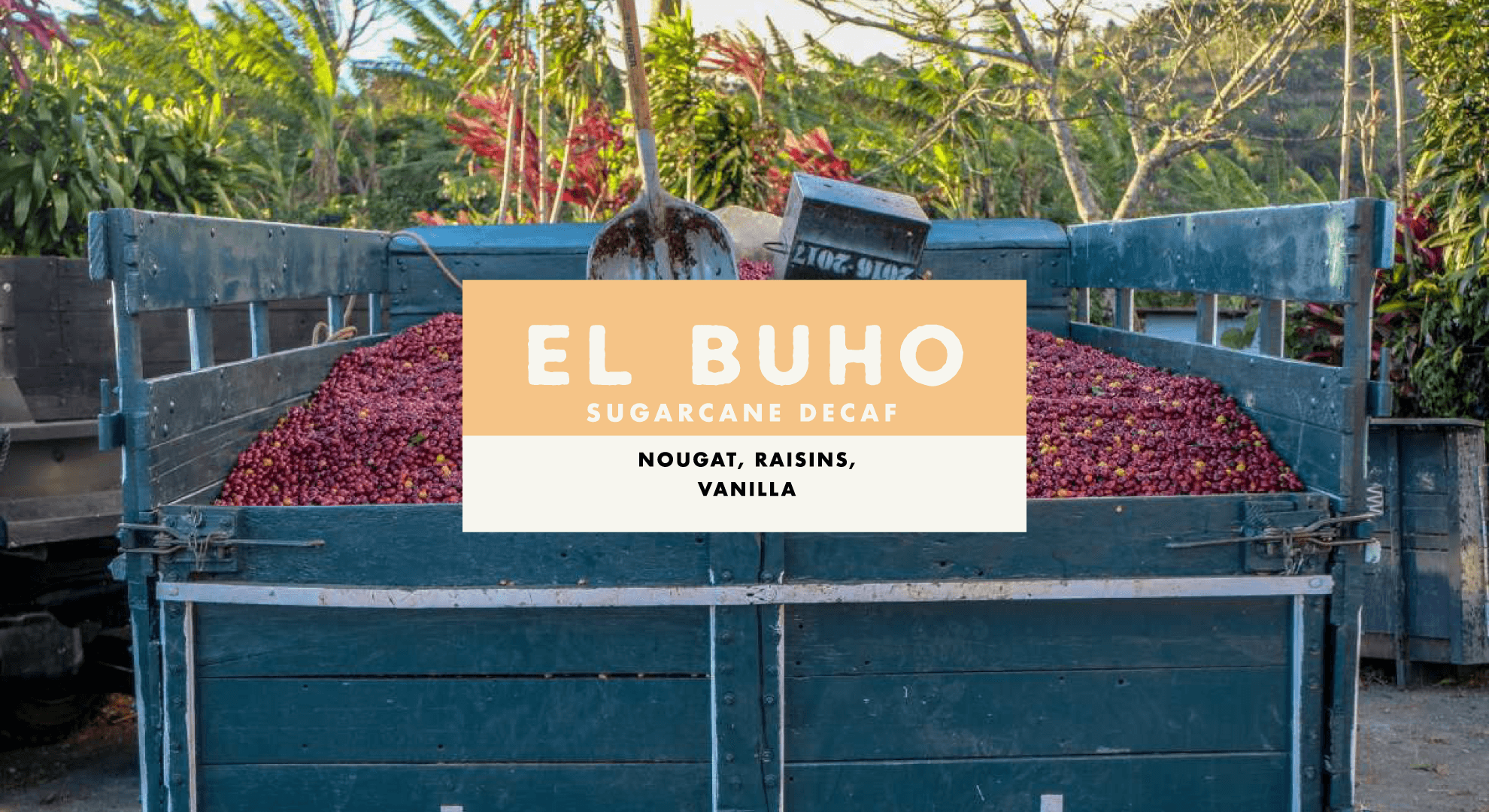 El Buho (Sugarcane Decaf) by Foundation