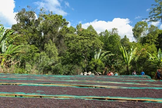 Ethiopia Tadese Teko Panela / Jasmin/ Berry Bright by Liquid Spirit