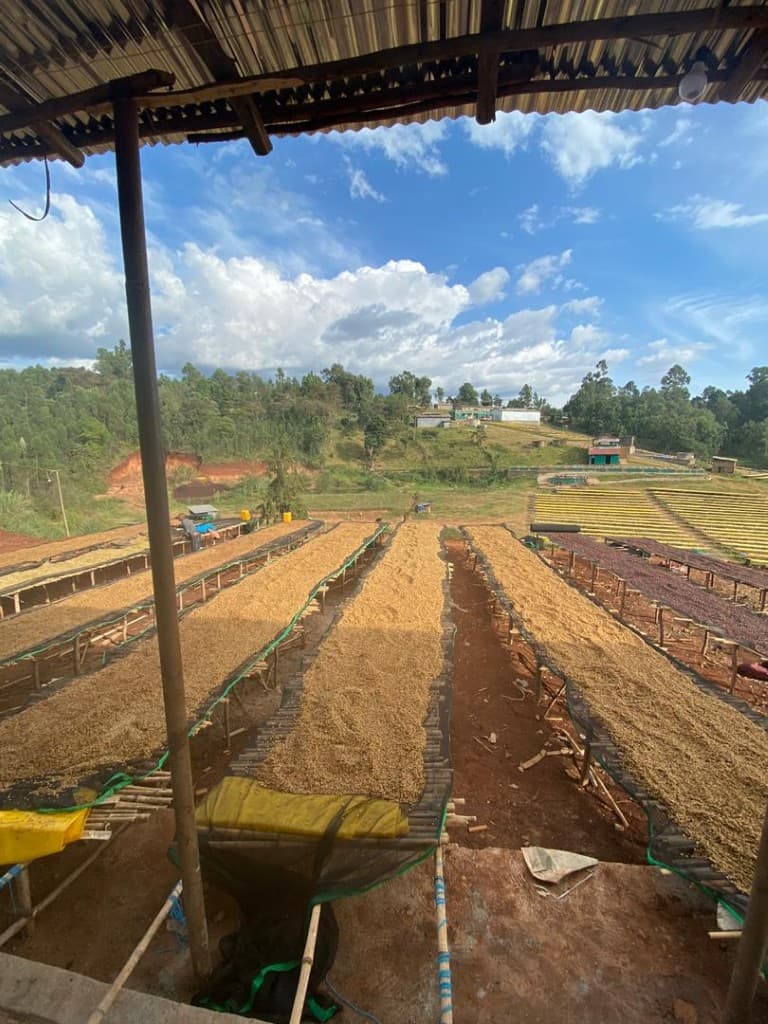 Lala Salama decaf, Ethiopia by Roasting House